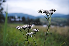鮮花,山,綠色