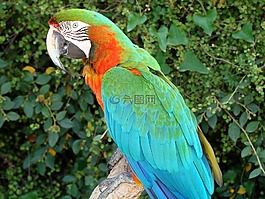 鳥,鸚鵡,動物園