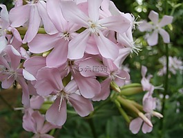 花,野花,粉紅色的花朵