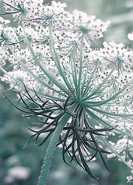 野生胡蘿卜,花序,野生植物