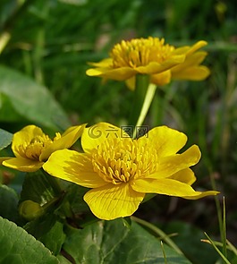 你的金盞花,春,花
