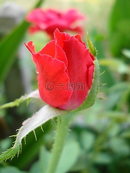 紅玫瑰,玫瑰,花