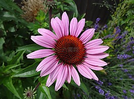 鮮花,粉色,花園