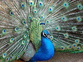 鳥,孔雀,動(dòng)物園