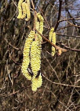 榛子,開(kāi)花,黃色