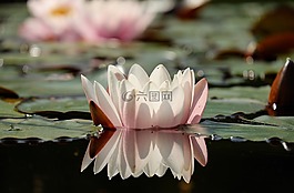 睡蓮,花,開(kāi)花