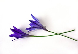 花卉,芽,藍(lán)色