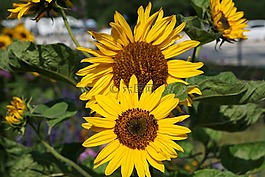 太陽(yáng)花,花,黃色