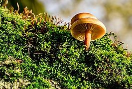 蘑菇,苔,秋季