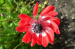 花,?？?紅色