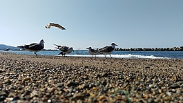 海灘,海鷗,野生動物
