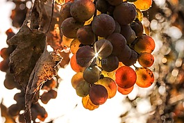 葡萄,秋季,陽光