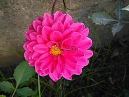 性質(zhì),花,紅色的