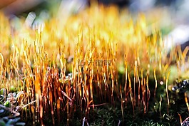 moss,植物,性質(zhì)