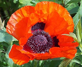 罌粟,胡蘿卜,klatschmohn