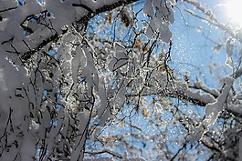 雪,碗,白雪皑皑的分支机构
