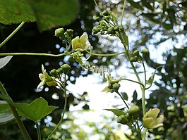 野生花卉,性質(zhì),野花