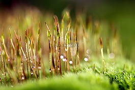 moss,宏,苔花