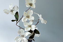 开花,德卡,鲜花