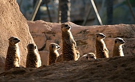 meercats,動物園,瓦倫西亞