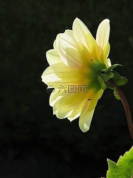 黃色,花,側(cè)影