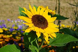 太陽花,花,黃色