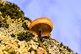 蘑菇,苔,木耳树