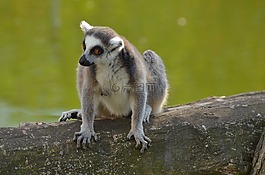 環(huán)尾狐猴,動(dòng)物園,狐猴
