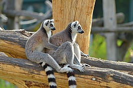 環(huán)尾狐猴,動物園,狐猴