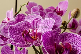 蘭花,廠(chǎng),開(kāi)花