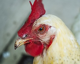 雞,家禽,鳥