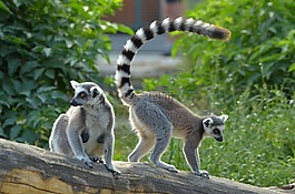 環(huán)尾狐猴,動(dòng)物園,狐猴