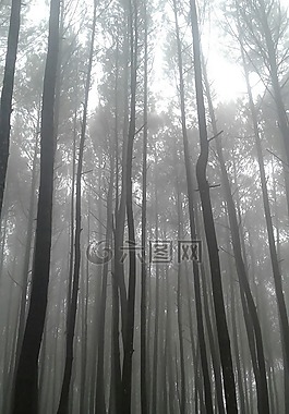 森林,松,性質