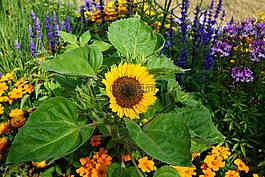 太陽花,花,黃色