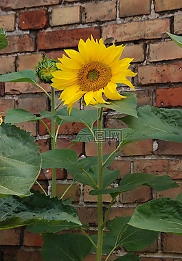 墙,植物,花卉