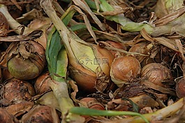 性質,植物,用戶界面