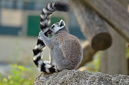 環(huán)尾狐猴,動物園,狐猴