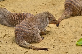 貓鼬,動(dòng)物園,動(dòng)物