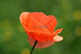 klatschmohn,春花,罌粟
