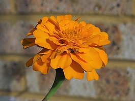 萬壽菊,橙色,花