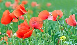 廠,性質(zhì),活