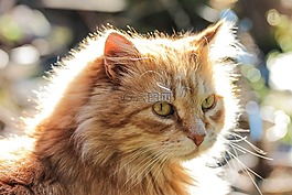 貓,動物,背光