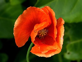 罌粟,花,橙色