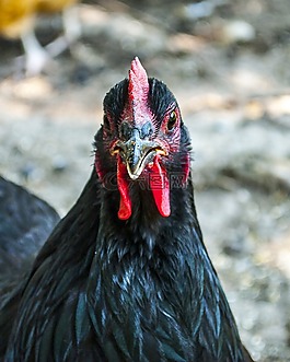 雞,家禽,鳥