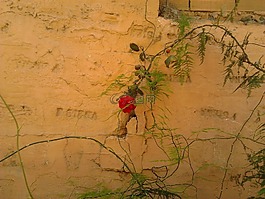 粉色,墻上,鮮花