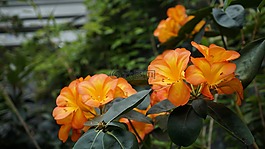 花,橙色,植物
