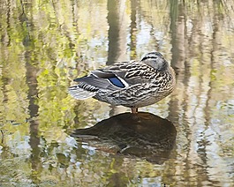 鴨,鳧,野生動物