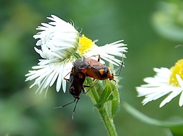 bug,配對,雛菊