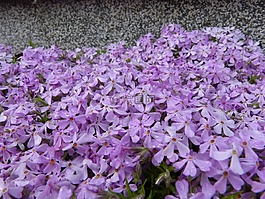 忘了我 也许,花的海洋,鲜花