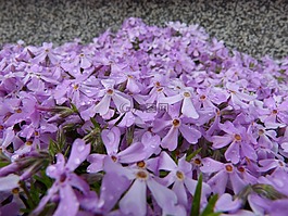 忘了我 也许,花的海洋,鲜花